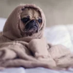 The Necessity of Sleep: Benefits and Tips for Better Sleep