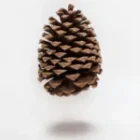 The Most Important Organ in Your Body — And They Never Told You About It