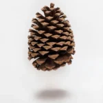 The Most Important Organ in Your Body — And They Never Told You About It